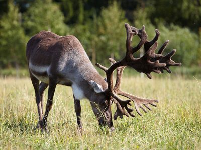 Jaaman kierros 47,7 km - Via Karelia