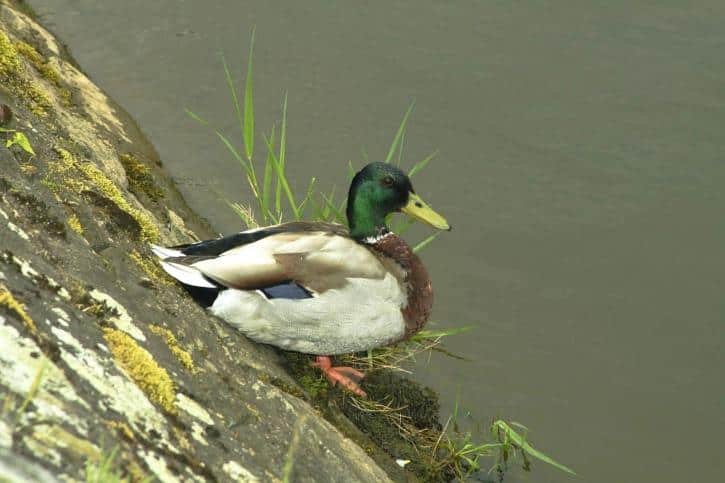 wild-duck-male-725x483-1